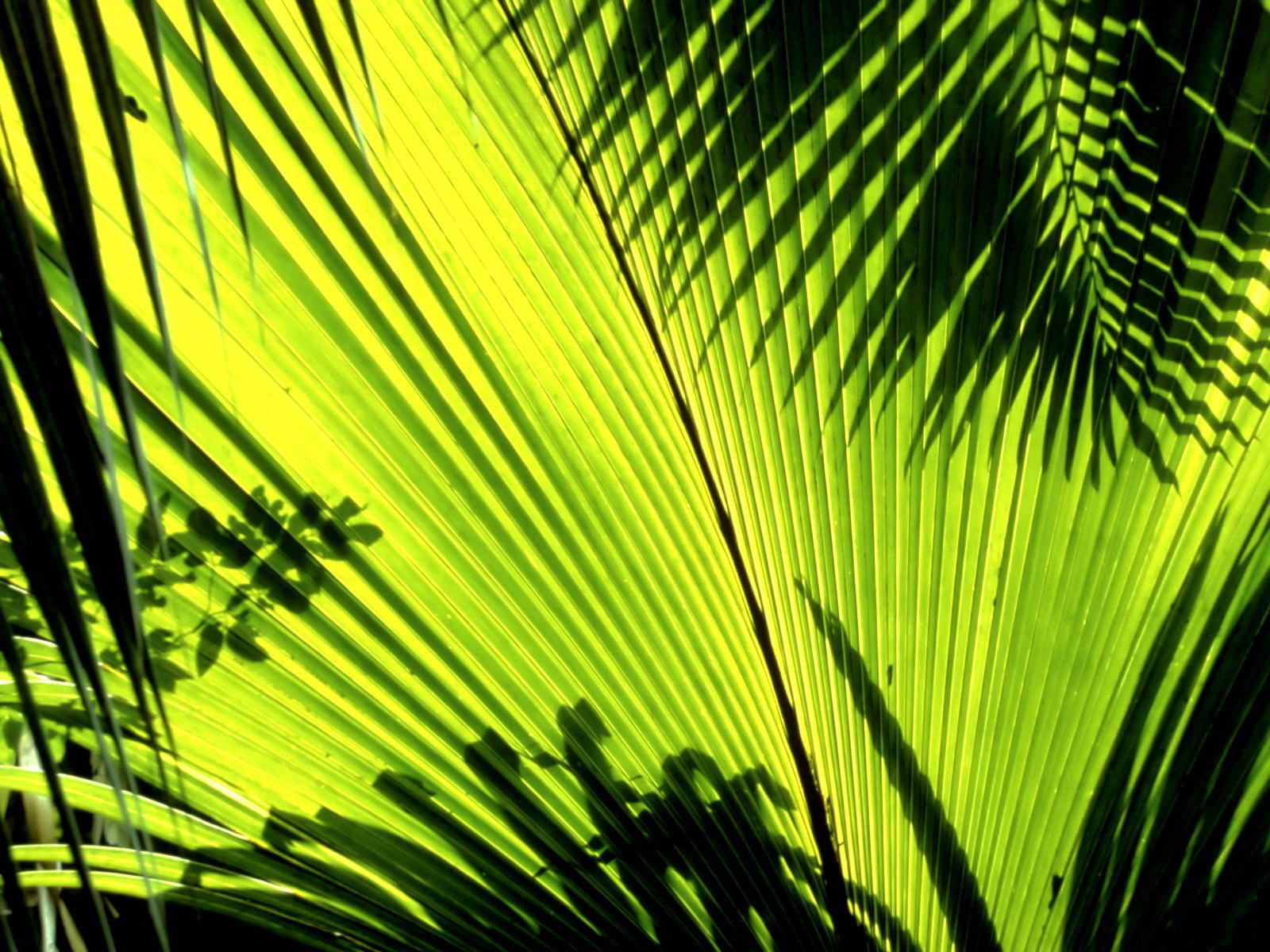 绿色植物既能环保又能美化家居