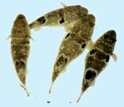 “无毒不美味” 天下最危险的美食排行