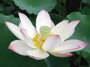 京城赏荷佳地大搜罗