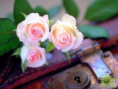 古代鲜花食谱吃出俏佳人