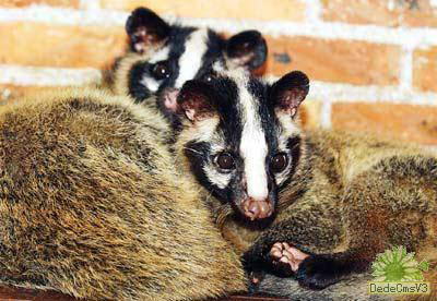 可食用野味名单将出台 果子狸仍可能上餐桌