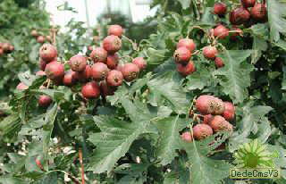 孕妇怀孕期间别吃哪些水果