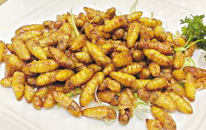 鲜炒蚕蛹