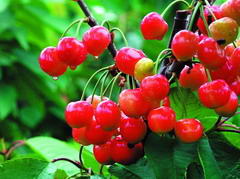 常看电脑每天要吃1种水果