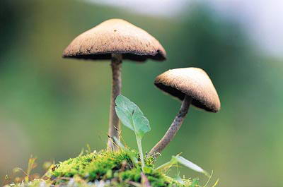 野生蘑菇安全食用宝典