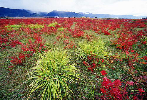 中甸狼毒花红得惊心动魄