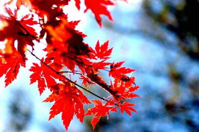 北京赏枫季九处红叶正灿烂