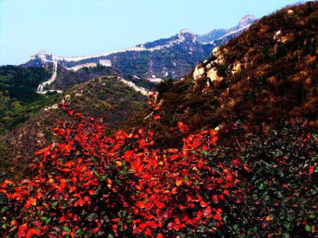 北京红色秋天倾倒“摄友”