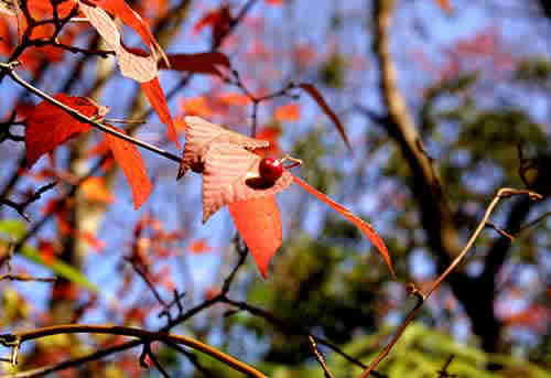 深秋驼铃古道红叶浓