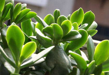 看叶色 看虫患 五招妙法细挑绿色植物