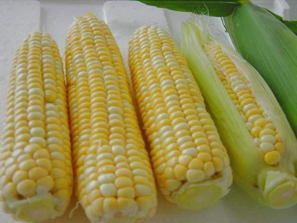 吃出苗条身材 十种最健康的中式减肥食谱