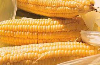多吃玉米 让你眼睛更漂亮