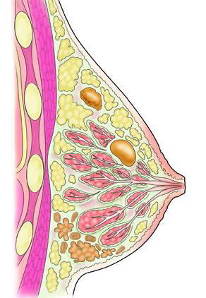 妊娠期的乳房有什么变化？