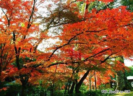灿烂红叶_京郊九处红叶胜地最佳观赏期及攻略(图)