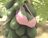 告诉你木瓜到底能不能丰胸(科学版)