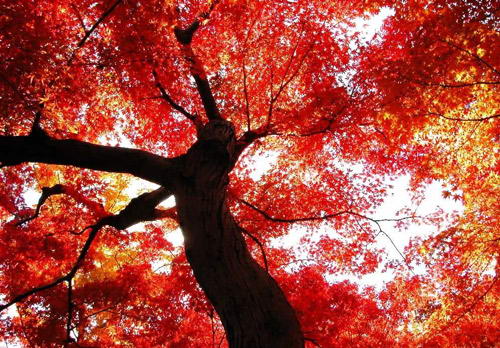 北京香山红叶之旅金秋赏枫信息大全