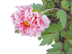 花样春日:京城赏花全攻略(图)