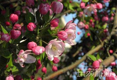 最佳赏花地：故宫御花园