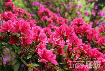 其他推荐赏花地：黑龙潭