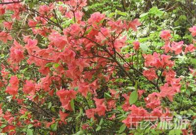 最佳赏花地：云蒙山