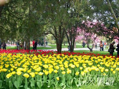 最佳赏花地：中山公园