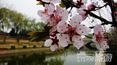 其他推荐赏花地：元大都遗址公园