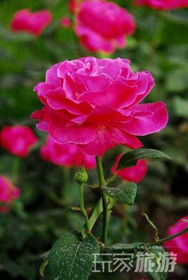 最佳赏花地：陶然亭月季园