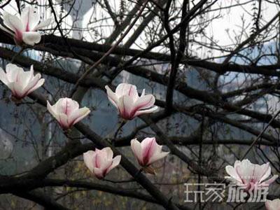 最佳赏花地：颐和园