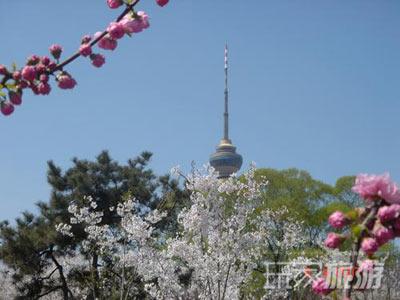 最佳赏花地：玉渊潭公园
