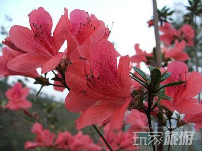 其他推荐赏花地：碓臼峪