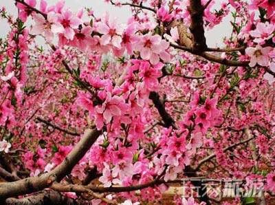 最佳赏花地：植物园