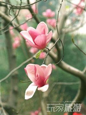 其他推荐赏花地：潭柘寺