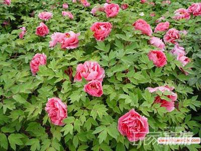 北京春季赏花全攻略(图)