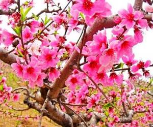 北京3月至5月赏花、踏青、春游活动汇总