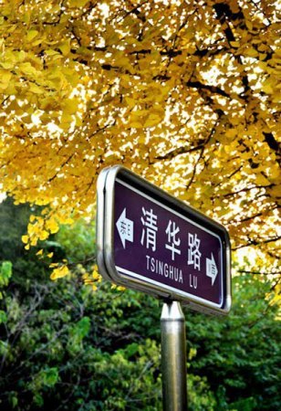 京城金秋赏银杏全攻略