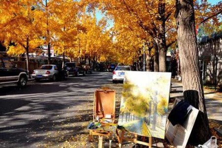 京城金秋赏银杏全攻略