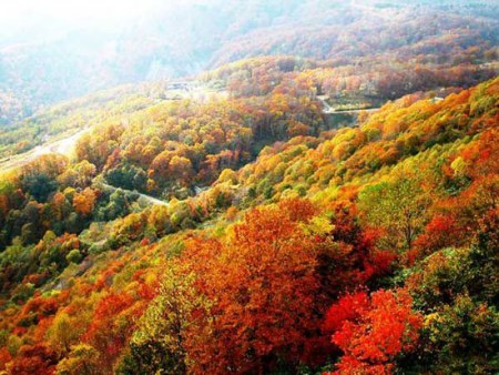 京城金秋赏银杏全攻略