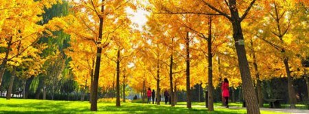 京城金秋赏银杏全攻略