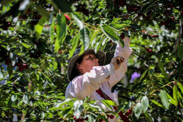 智利樱桃周五狂欢，提前感受双12钜惠