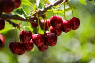 智利樱桃周五狂欢，提前感受双12钜惠