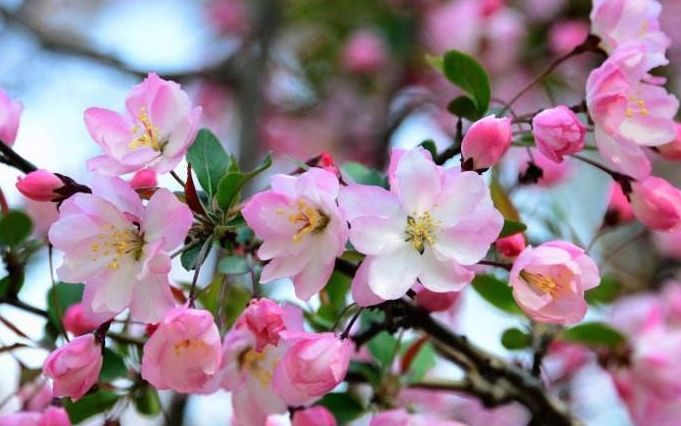 三月京西春日花语将成就北京最美的地方