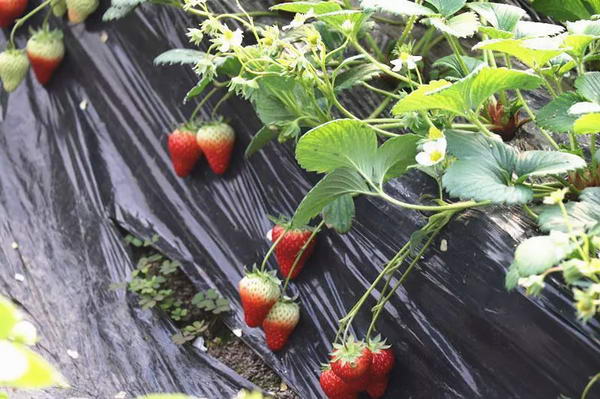 京西近郊采摘地 全年采摘玩不停(图)