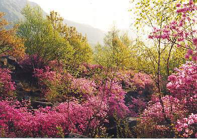 喇叭沟门原始森林风景区