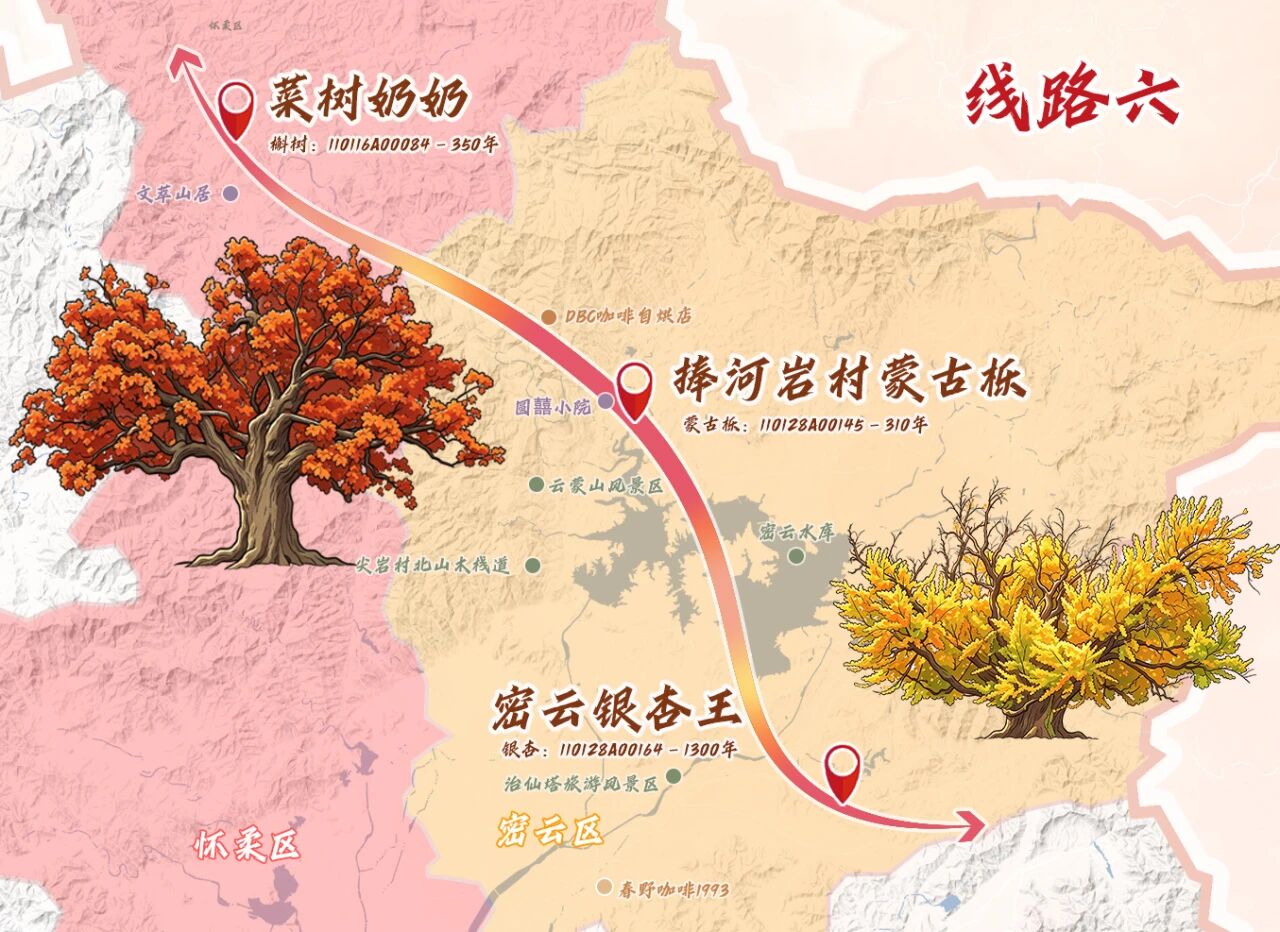 跟着古树游京郊 北京的秋 美不胜收