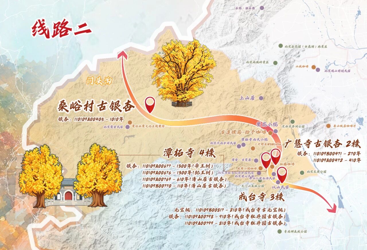 跟着古树游京郊 北京的秋 美不胜收