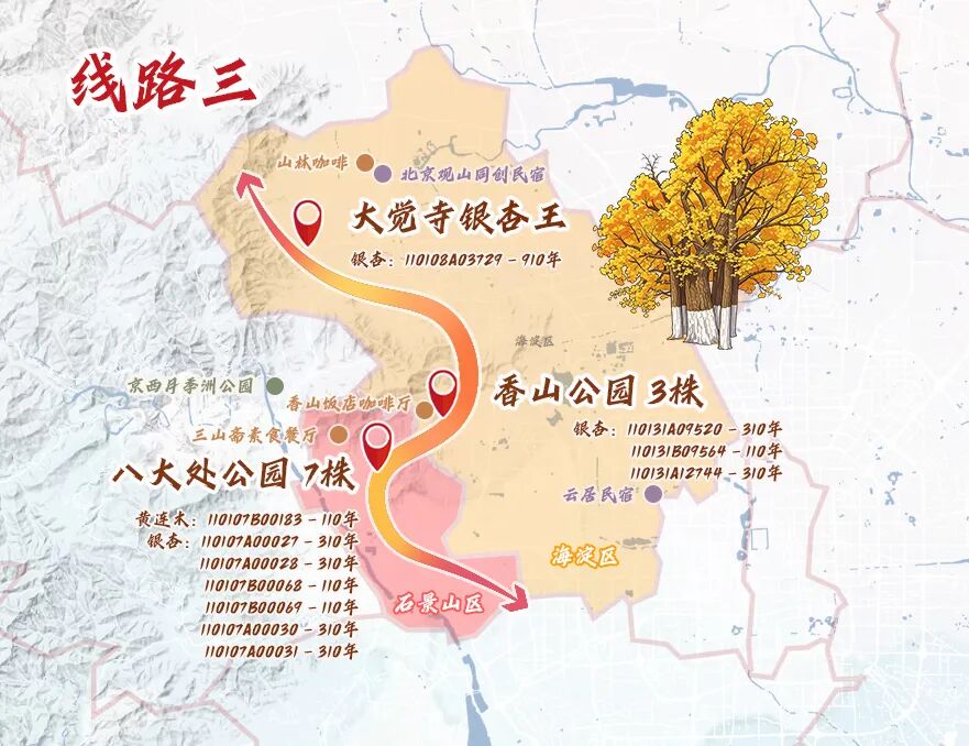 跟着古树游京郊 北京的秋 美不胜收