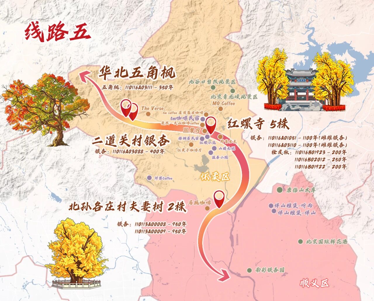 跟着古树游京郊 北京的秋 美不胜收