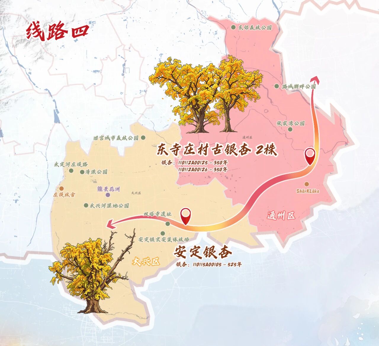 跟着古树游京郊 北京的秋 美不胜收