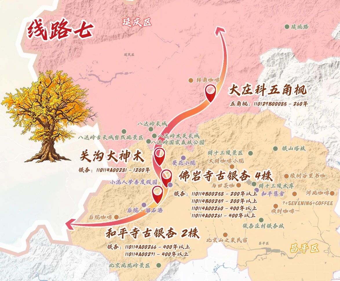 跟着古树游京郊 北京的秋 美不胜收