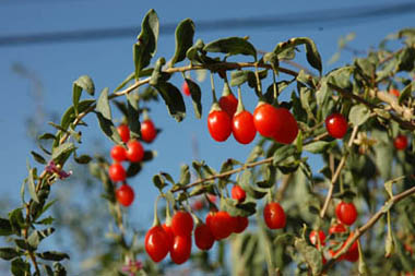 让胸部激增饱满的几种食物